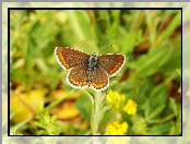 Motyl, Modraszek agestis