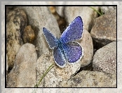 Modraszek, Kamienie, Motyl, Ikar