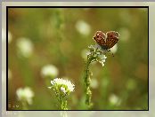 Modraszek, Kwiaty, Motyl, Białe