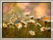 Modraszek, Kwiaty, Motyl, Stokrotki