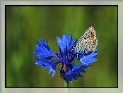 Chaber, Motyl, Modraszek