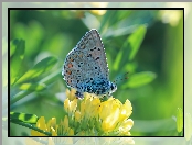 Modraszek ikar, Owad, Motyl, Samica