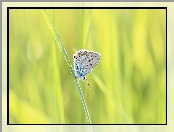 Modraszek, Trawa, Motyl, Źdźbło