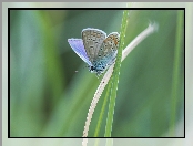 Modraszek ikar, Trawa, Motyl, Źdźbła
