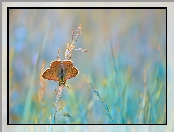 Modraszek ikar, Trawy, Motyl, Źdźbła