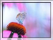 Modraszek, Motyl