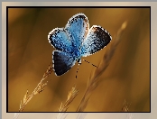 Modraszek wieszczek, Niebieski, Motyl
