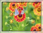 Modraszki, Motyle, Czerwone, Dzielżan ogrodowy, Kwiaty