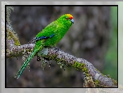 Modrolotka żółtoczapeczkowa, Zielona, Papuga