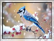 Owoce, Ośnieżone, Ptak, Modrosójka, Gałązki, Czerwone