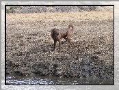 Chesapeake Bay retriever, Mokry