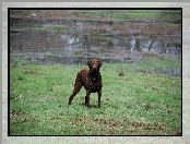 Mokry, Chesapeake Bay retriever