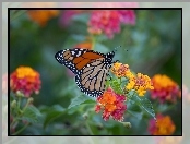 Motyl monarcha, Kwiaty