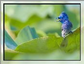 Monarszyk hiacyntowy, Niebieski, Ptak