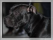 morda, Staffordshire Bull Terrier