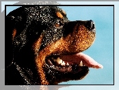 Morda, Rottweiler