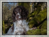 Mordka, Mech, Springer spaniel angielski, Drzewa