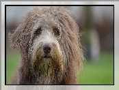 Mordka, Kosmaty, Bearded collie