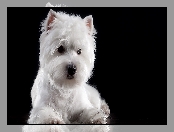 Ciemne tło, Biały, West Highland white terrier, Pies, Mordka