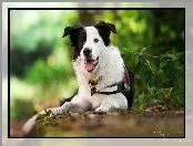 Mordka, Pies, Border collie