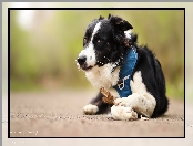 Mordka, Pies, Border collie