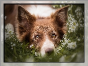 Mordka, Kwiaty, Pies, Border collie