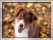 Mordka, Szczeniak, Border collie