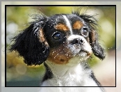 King Charles Spaniel, Mordka