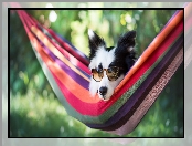 Mordka, Hamak, Border collie, Okulary