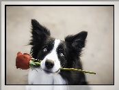 Mordka, Prezent, Border collie, Róża