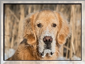 Mordka, Pies, Golden retriever
