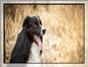 Bokeh, Mordka, Pies, Rozmyte, Tło, Border collie, Jęzor