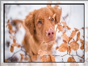 Śnieg, Liście, Retriever z Nowej Szkocji, Pies, Mordka