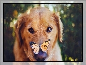 Psa, Motyl
, Mordka, Golden retriever