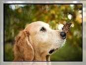 Motyl, Golden retriever, Pies