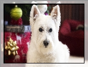 Świąteczne, Ozdoby, West highland white terrier, Pies, Mordka