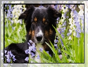 Mordka, Kwiaty, Border collie, Pies, Trawa