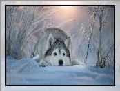 Mordka, Siberian husky, Śnieg, Zima, Pies