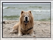 Morze, Chow Chow, Plaża