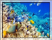 Morze, Rafy koralowe, Ryby