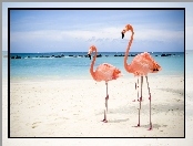 Morze, Flamingi, Plaża, Niebo