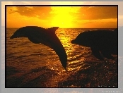 Morze, Delfiny, Zachód słońca