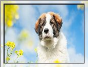Pies, Moskiewski stróżujący, Kwiaty, Żółte