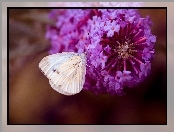 Bielinek, Makro, Motyl, Kwiat