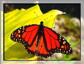 Motyl, Monarch