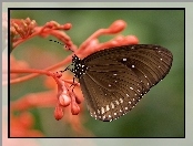 Motyl