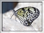 Motyl
