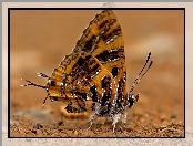Motyl
