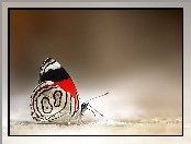Motyl