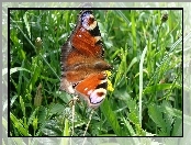 Łąka, Motyl, Pawik